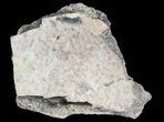 Fossil Turtle Shell Section - Montana #71231-1
